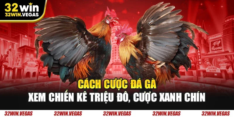 Cách cược đá gà