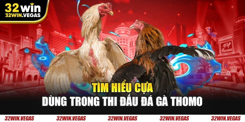 Tìm hiểu cựa dùng trong thi đấu đá gà Thomo