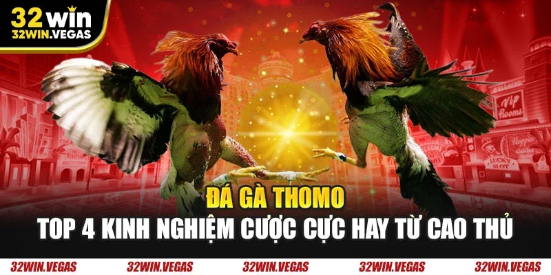 Đá gà Thomo
